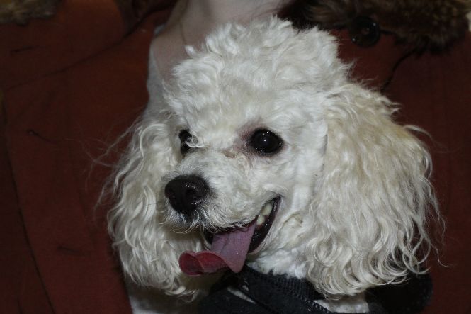 Dog following jaw surgery